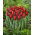 Tulipan Seadov - 5 szt.