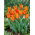 Tulipan liliokształtny pomarańczowy - Lilyflowering orange - duża paczka! - 50 szt.