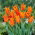 Tulipan liliokształtny pomarańczowy - Lilyflowering orange - 5 szt.