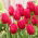 Tulipan Burgundy Lace - 5 szt.