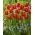 Tulipan Fabio - 5 szt.
