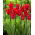 Tulipan Moneymaker - 5 szt.