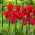 Tulipan Moneymaker - 5 szt.