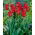 Tulipan liliokształtny czerwony - Lilyflowering red - 5 szt.