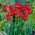 Tulipan liliokształtny czerwony - Lilyflowering red - 5 szt.
