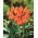 Tulipan Orange Elite - duża paczka! - 50 szt.
