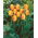 Tulipan Oxford Wonder - 5 szt.