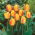 Tulipan Oxford Wonder - 5 szt.