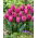 Tulipan Parrot Prince - duża paczka! - 50 szt.