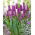 Tulipan liliokształtny fioletowy - Lilyflowering purple - 5 szt.