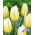 Tulipan Happy People - duża paczka! - 50 szt.
