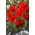 Tulipan Praestans Zwanenburg Variety - 5 szt.