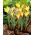 Tulipan Tinka - 5 szt.