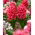 Hiacynt Red Glory - 3 szt.