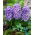 Hiacynt Blue Star - GIGA paczka! - 150 szt.