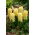 Hiacynt Yellow Queen - 3 szt.