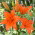Lilia azjatycka - Orange Ton