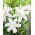 Lilia - Lotus Beauty - orientalna, pełna - GIGA paczka! - 50 szt.