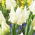 Tulipan Agrass Parrot - 5 szt.