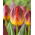 Tulipan Amberglow - duża paczka! - 50 szt.
