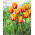 Tulipan Cash - 5 szt.