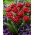 Tulipan Cranberry Thistle - 5 szt.
