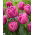 Tulipan Double You - duża paczka! - 50 szt.