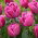 Tulipan Double You - duża paczka! - 50 szt.