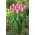 Tulipan Early Surprise - 5 szt.