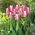 Tulipan Early Surprise - 5 szt.