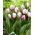 Tulipan Flaming Prince - 5 szt.