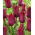 Tulipan Merlot - duża paczka! - 50 szt.