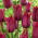 Tulipan Merlot - duża paczka! - 50 szt.