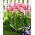 Tulipan Mystic Van Eijk - GIGA paczka! - 250 szt.