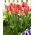 Tulipan Orange Van Eijk - duża paczka! - 50 szt.