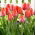 Tulipan Orange Van Eijk - 5 szt.