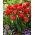 Tulipan Pamplona - 5 szt.