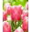 Tulipan Pink Jimmy - duża paczka! - 50 szt.
