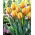 Tulipan Prinses Margriet - 5 szt.