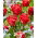 Tulipan Red Foxtrot - 5 szt.
