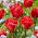 Tulipan Red Foxtrot - 5 szt.