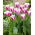 Tulipan Siesta - duża paczka! - 50 szt.