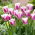 Tulipan Siesta - GIGA paczka! - 250 szt.