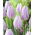Tulipan Silver Cloud - duża paczka! - 50 szt.