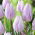 Tulipan Silver Cloud - duża paczka! - 50 szt.
