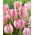 Tulipan Silver Parrot - 5 szt.