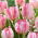 Tulipan Silver Parrot - 5 szt.