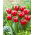 Tulipan Vampire - 5 szt.