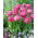Tulipan Amazing Grace - 5 szt.