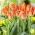 Tulipan American Dream - 5 szt.
